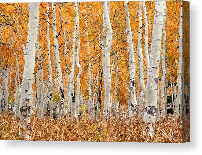 Aspen Canvas Print featuring the photograph Aspen Forest in Fall by Brett Pelletier