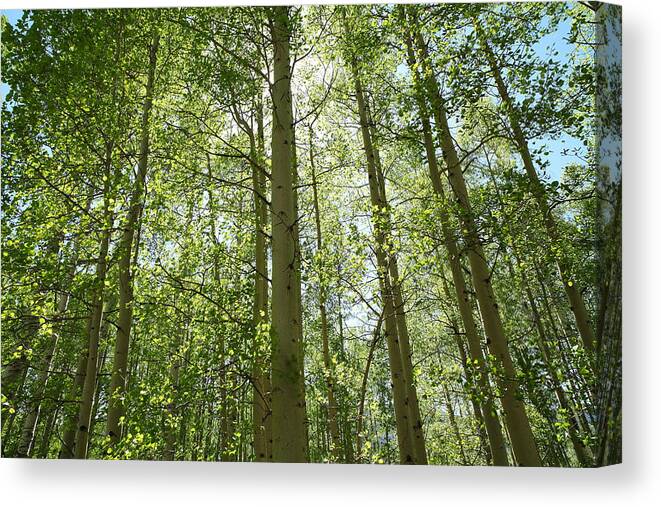 Colorado Canvas Print featuring the photograph Aspen Green by Eric Glaser