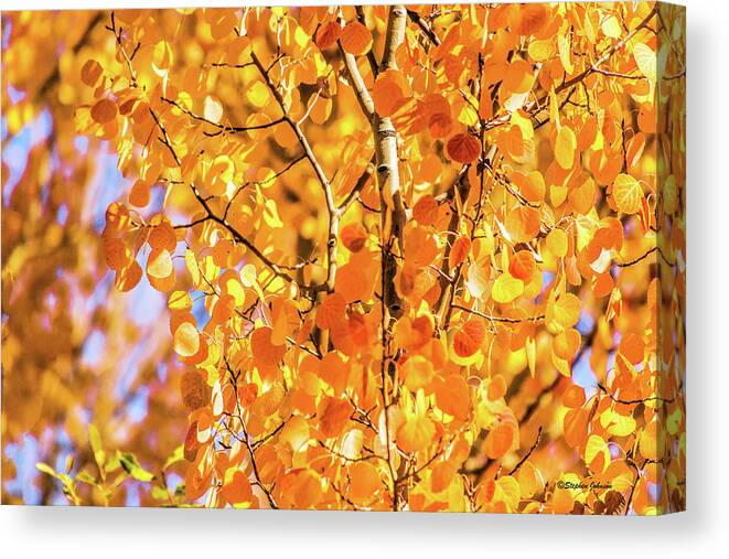 Aspen Trees Canvas Print featuring the photograph Aspen of Many Colors by Stephen Johnson