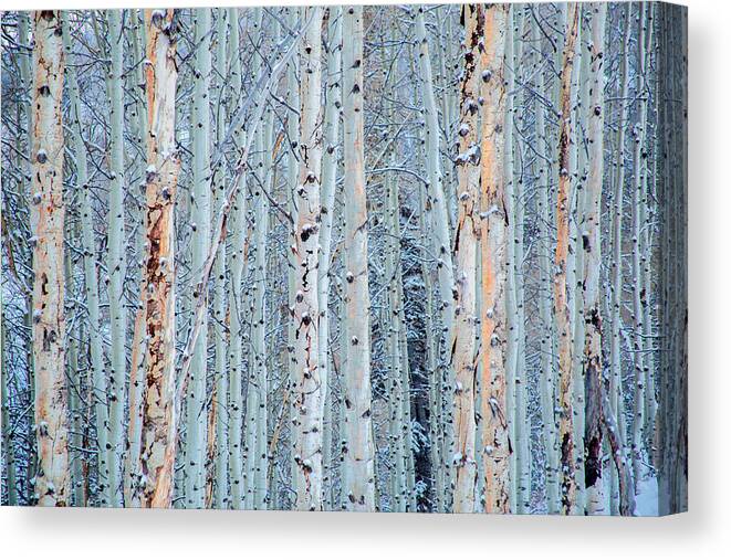 Trees Canvas Print featuring the photograph Aspen Trees in Snow by Terry Walsh