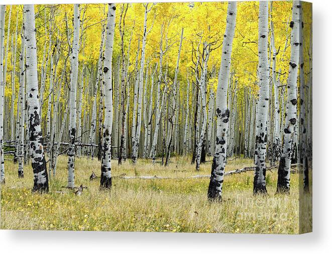 Aspen Canvas Print featuring the photograph Aspen Trees in Yellow by Tibor Vari