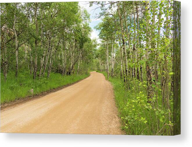 Aspen Trees Canvas Print featuring the photograph Dirt Road With Aspen Trees by Tom Potter