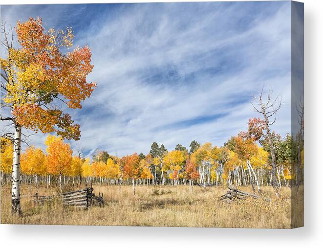 Aspen Canvas Print featuring the photograph Aspen Tree Welcome by Denise Bush