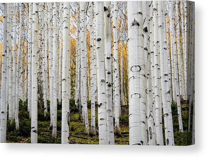 Aspen Canvas Print featuring the photograph Aspens And Gold by Stephen Holst