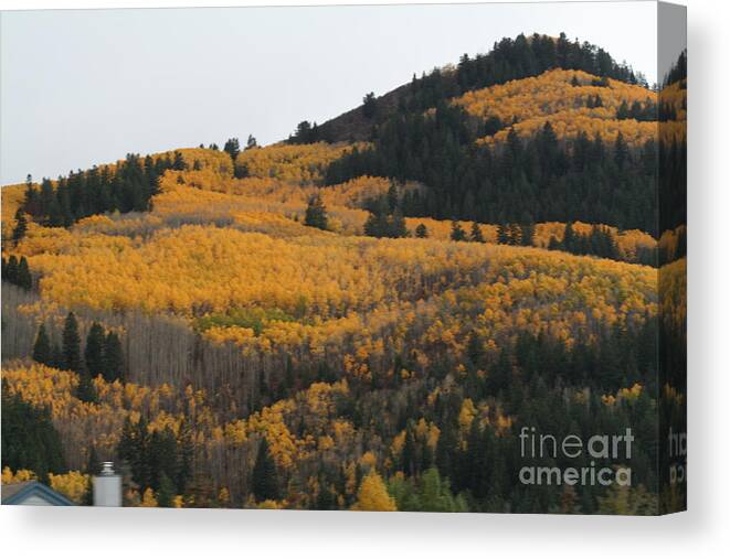 Landscape Canvas Print featuring the photograph Aspens by Linda Ostby