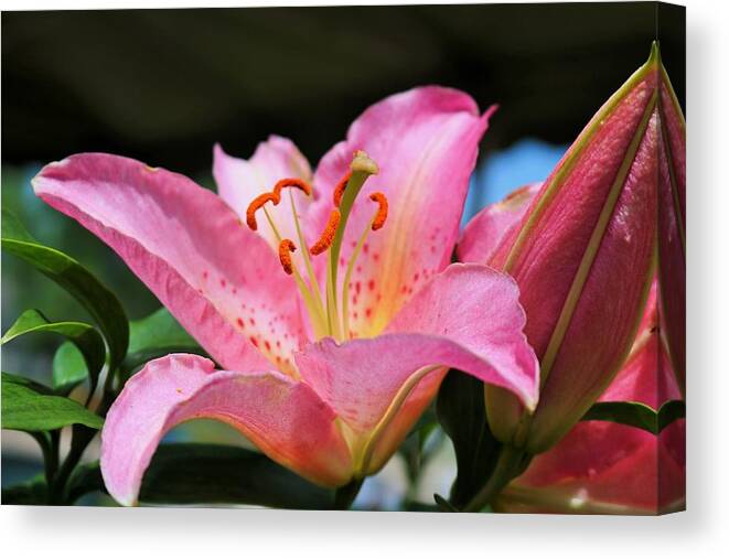 Pink Canvas Print featuring the photograph At a Crossroads by Michiale Schneider