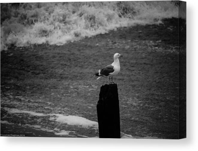 Capitola Canvas Print featuring the photograph At his post by Lora Lee Chapman