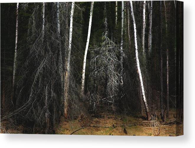 Forest Canvas Print featuring the photograph At the Edge of the Forest by Jim Vance