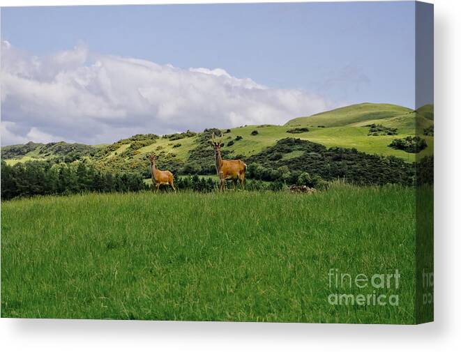 Beecraigs Canvas Print featuring the photograph At the hill bottom. by Elena Perelman
