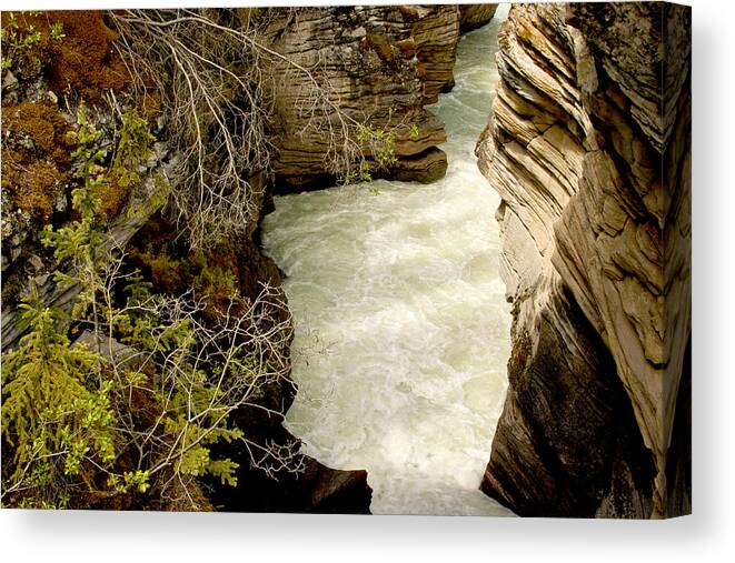 Jasper National Park Canvas Print featuring the photograph Athabasca Canyon Jasper National Park Landscape by Larry Darnell