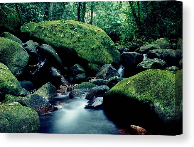Forest Canvas Print featuring the photograph Green Paradise by Amarildo Correa