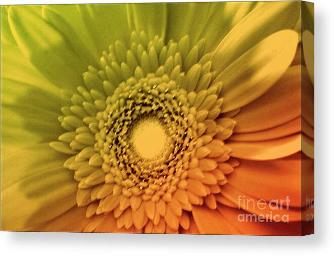 #nature #flower #petals #photography #macro #beauty #floral # Fineart #art #images #attitude #attitudeiseverything #mondaymorning #attitude #wellbeing Canvas Print featuring the photograph Attitude is Everything by Jacquelinemari