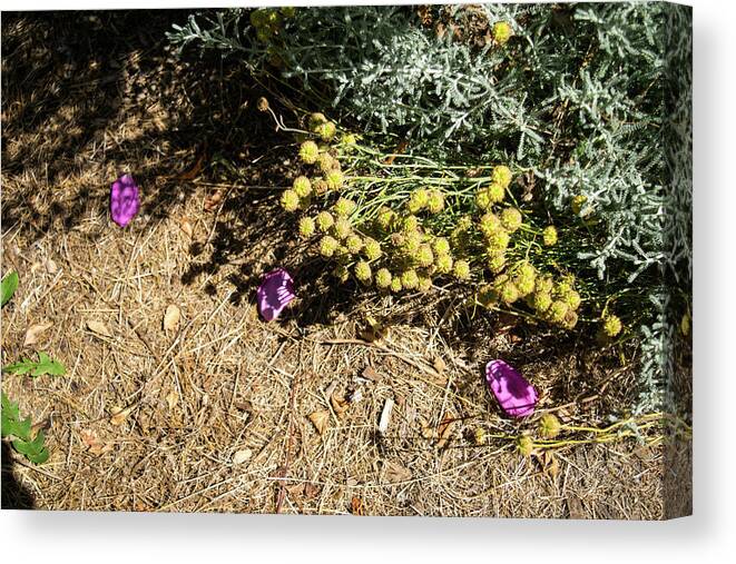August Ground Cover Canvas Print featuring the photograph August Ground Cover by Tom Cochran