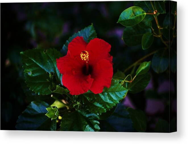 Hibiscus Canvas Print featuring the photograph August Splendor by Helen Carson