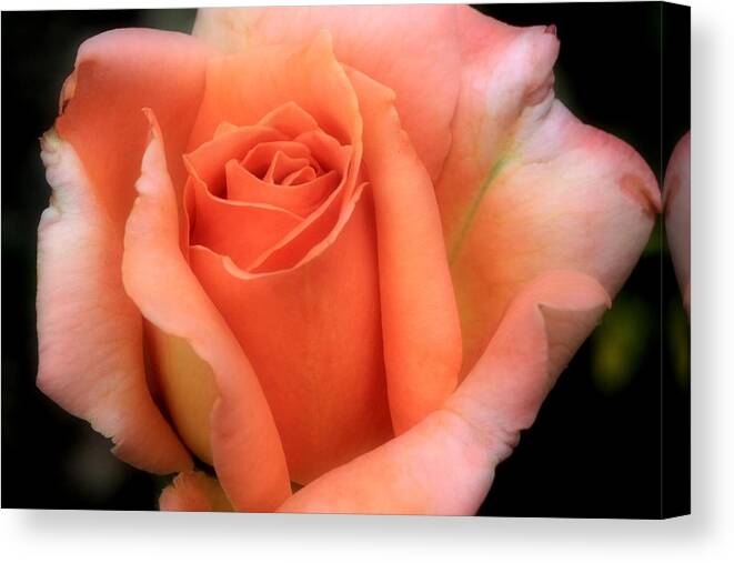 Rose Canvas Print featuring the photograph Aurora Rose by Russell Wilson