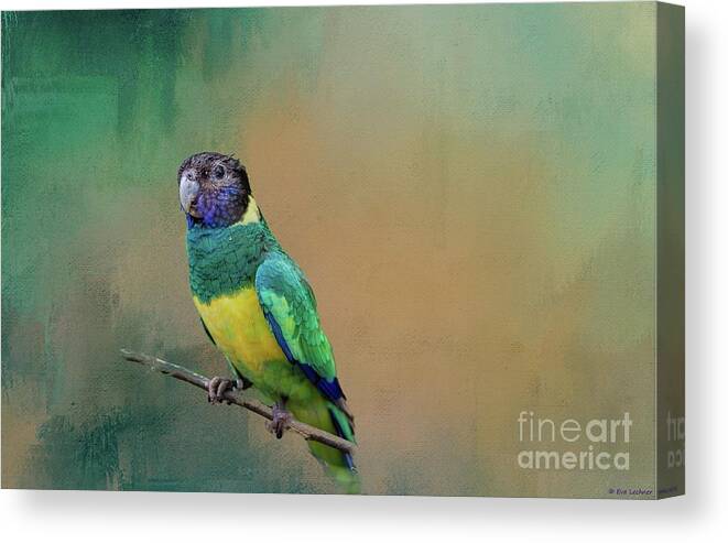 Australian Ringneck Canvas Print featuring the photograph Australian Ringneck by Eva Lechner