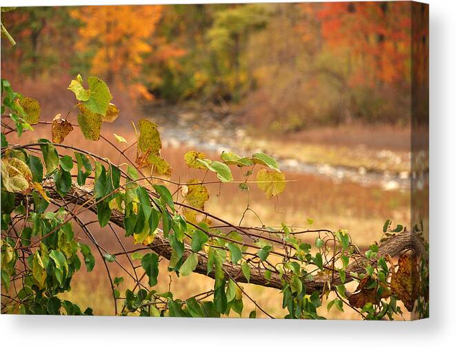 Fall Canvas Print featuring the photograph Autmn Leaves 2 by Frank Mari