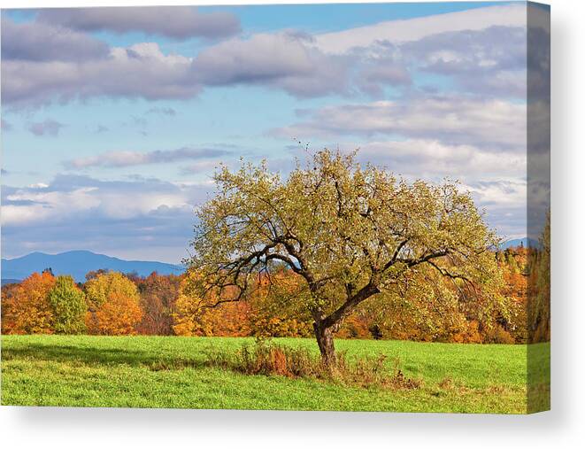 Autumn Canvas Print featuring the photograph Autumn Apple Tree by Alan L Graham