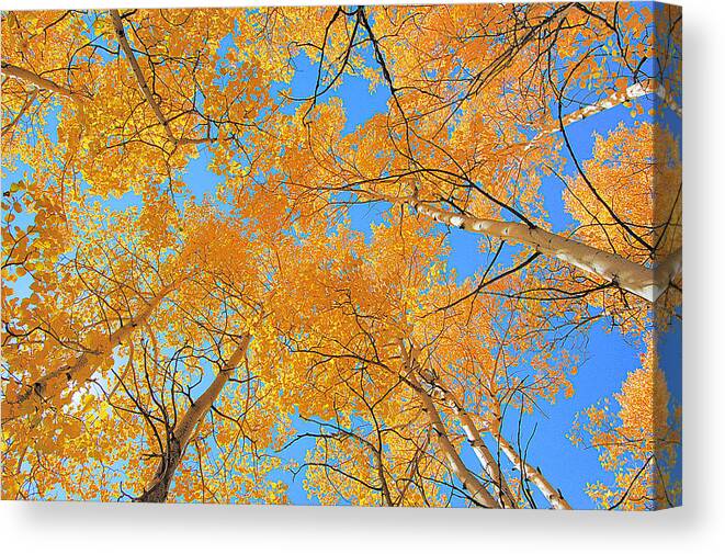  Canvas Print featuring the photograph Autumn Aspen Ceiling by Kevin Munro