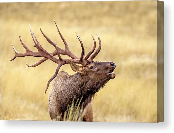 Elk Canvas Print featuring the photograph Autumn Challenge by Jack Bell