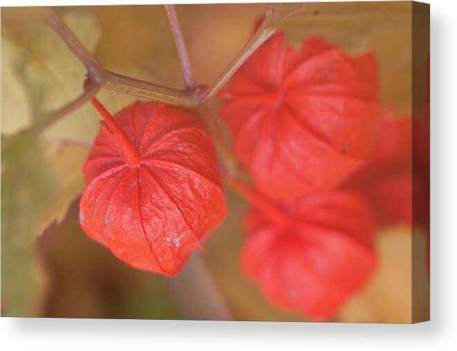 #jefffolger Canvas Print featuring the photograph Autumn Chinese Lantern by Jeff Folger