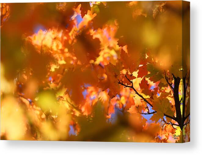 Landscape Canvas Print featuring the photograph Autumn Colors and Leaves by Brett Pelletier