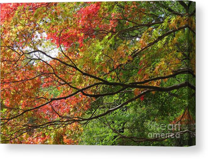 Autumn Canvas Print featuring the photograph Autumn Colours by Anita Adams