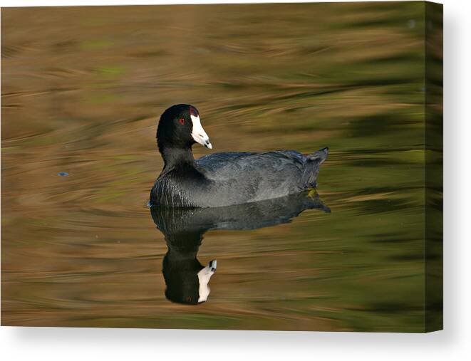 American Coot Canvas Print featuring the photograph Autumn Coot 3 by Fraida Gutovich