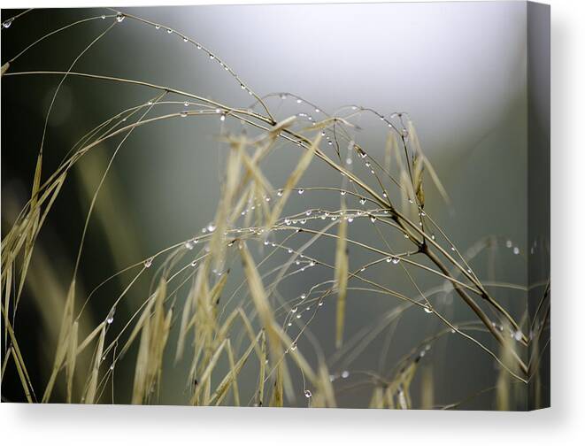 Autumn Canvas Print featuring the photograph Autumn dew on grass by Spikey Mouse Photography