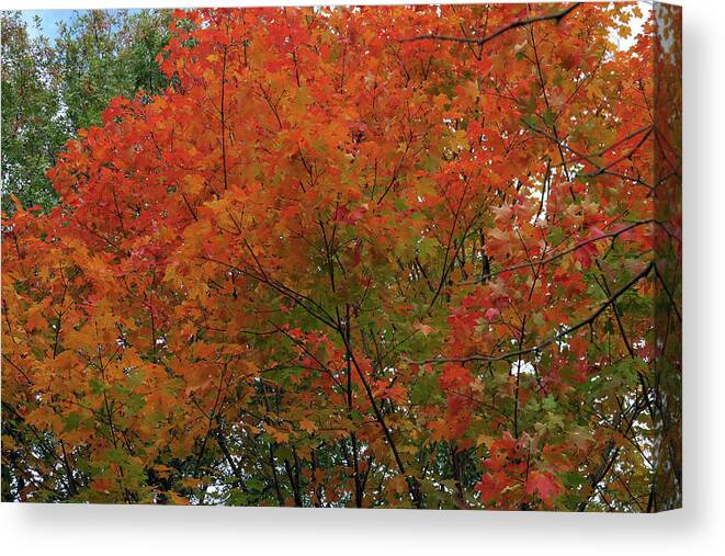 10.30.17_a Img2 Canvas Print featuring the photograph Autumn by Dorin Adrian Berbier