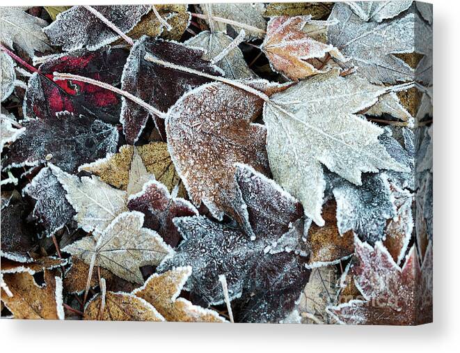 Autumn Canvas Print featuring the photograph Autumn ends, Winter begins 1 by Linda Lees