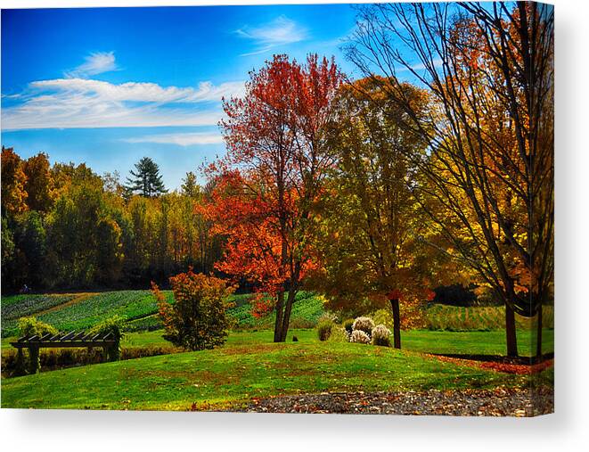 Grass Canvas Print featuring the photograph Autumn Field by Tricia Marchlik