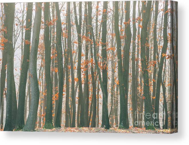 Landscape Canvas Print featuring the photograph Autumn forest by Jelena Jovanovic
