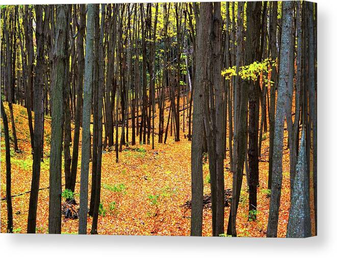 Abstract Canvas Print featuring the photograph Autumn Forest by Lyle Crump