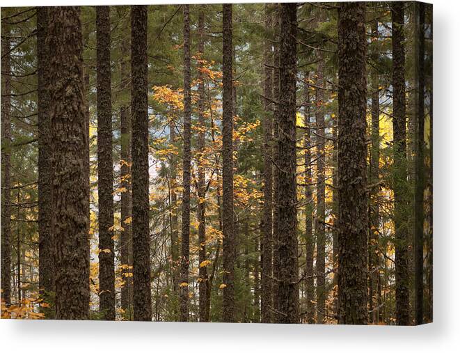 Autumn Canvas Print featuring the photograph Autumn Forest by Scott Slone