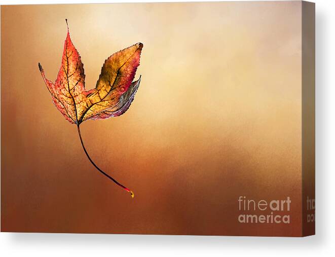 Autumn Leaf Falling Canvas Print featuring the photograph Autumn Leaf Falling by Kaye Menner by Kaye Menner