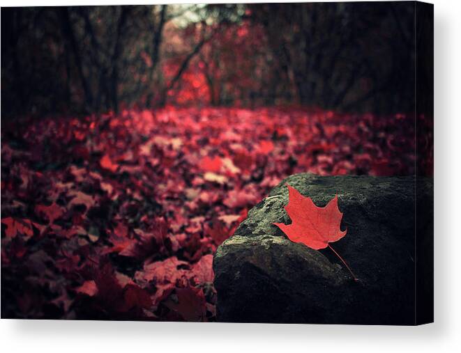 Autumn Canvas Print featuring the photograph Autumn leaf by Zoltan Toth