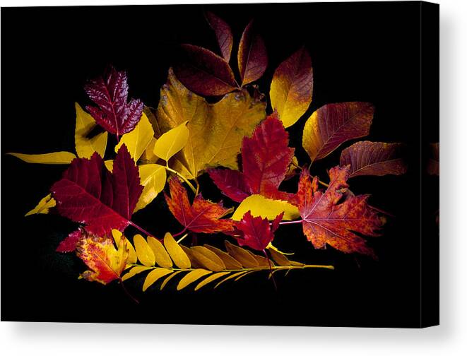 Light Painting Canvas Print featuring the photograph Autumn Leaves by Barry C Donovan
