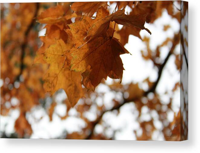 Autumn Canvas Print featuring the photograph Autumn Leaves- by Linda Woods by Linda Woods