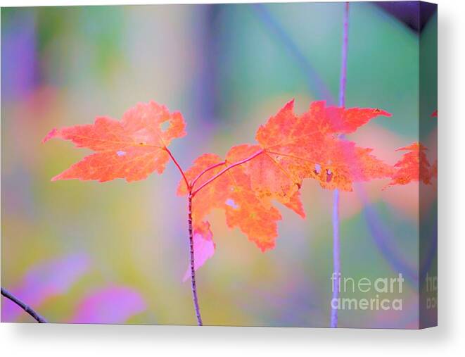 Autumn Canvas Print featuring the photograph Autumn Leaves by Merle Grenz