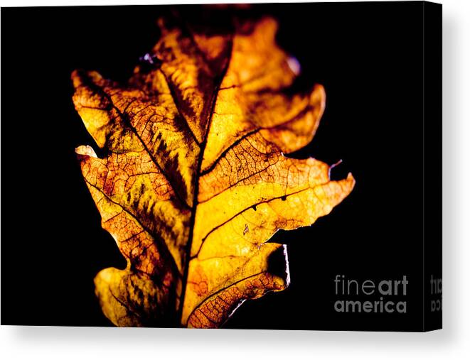 Colors Canvas Print featuring the photograph Autumn Leaves by Raimond Klavins