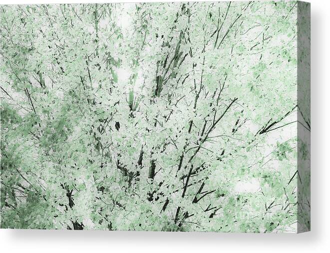 Trees Canvas Print featuring the photograph Tree of Autumn1 by Merle Grenz