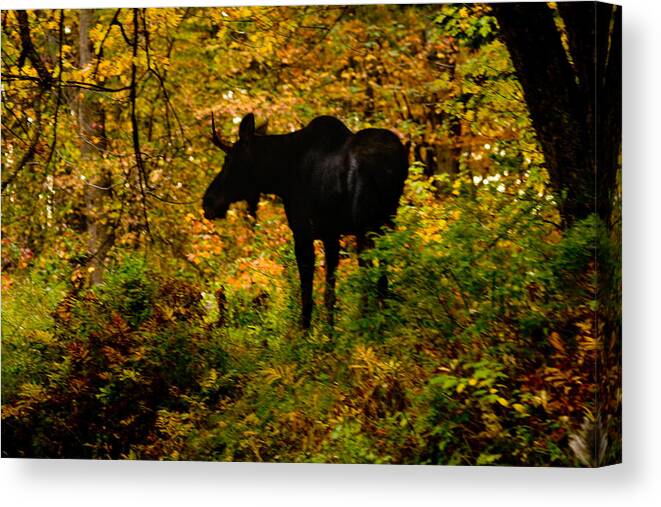 Moose Canvas Print featuring the photograph Autumn Moose by Brent L Ander