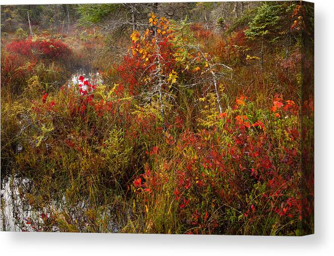 Blue Mountain-birch Cove Lakes Wilderness Canvas Print featuring the photograph Autumn Pond Barrens by Irwin Barrett