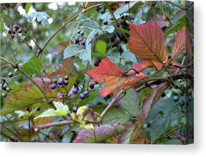 Berries Canvas Print featuring the photograph Autumn Purple Berries by Lisa Blake