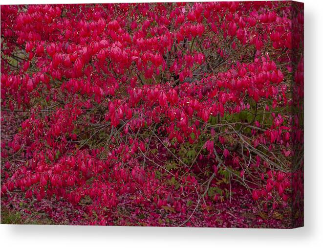 Autumn Canvas Print featuring the photograph Autumn Red Hedge by Irwin Barrett