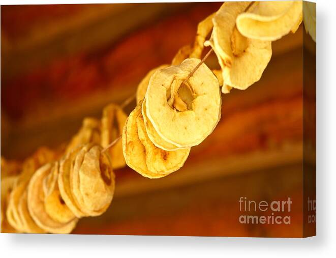 String Canvas Print featuring the photograph Autumn Rings of Gold by Jennifer Alba