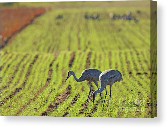 Crane Canvas Print featuring the photograph Autumn Sandhill Pair by Natural Focal Point Photography