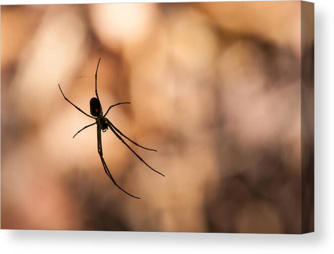 (nephila Clavipes) Canvas Print featuring the photograph Autumn spider by Brian Green