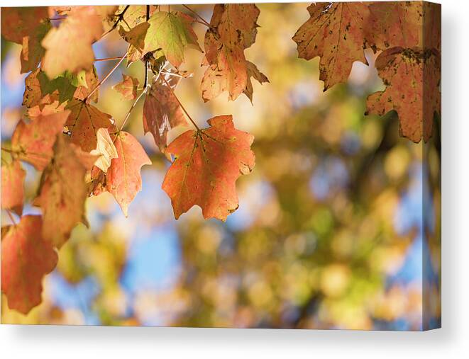 Autumn Canvas Print featuring the photograph Autumn Splendor by Holly Ross